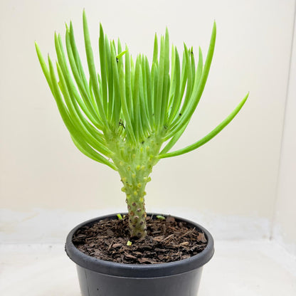 Mermaid Tail : Crested Senecio Talinoides - Narrow Leaf Chalk Stick #1003