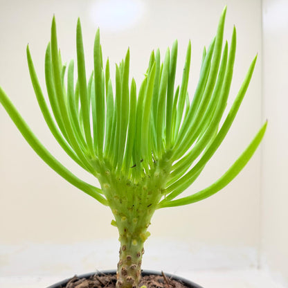 Mermaid Tail : Crested Senecio Talinoides - Narrow Leaf Chalk Stick #1003