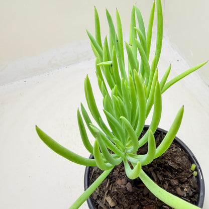 Mermaid Tail : Crested Senecio Talinoides - Narrow Leaf Chalk Stick #1003