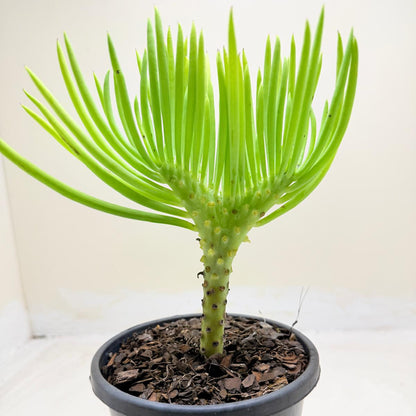 Mermaid Tail : Crested Senecio Talinoides - Narrow Leaf Chalk Stick #1004