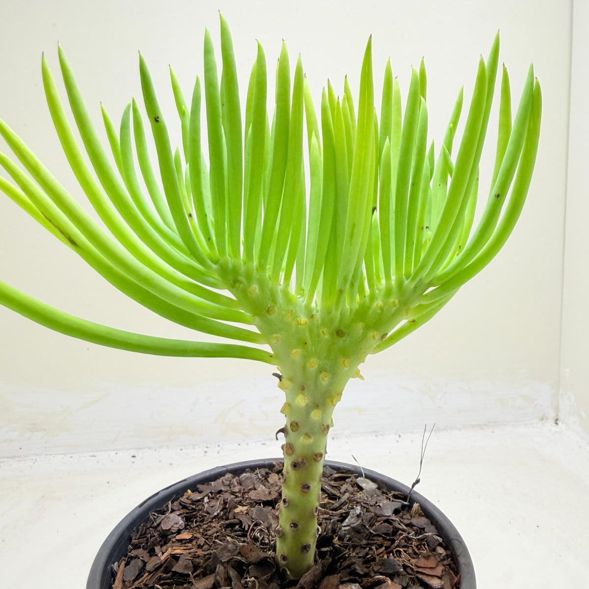 Mermaid Tail : Crested Senecio Talinoides - Narrow Leaf Chalk Stick #1004