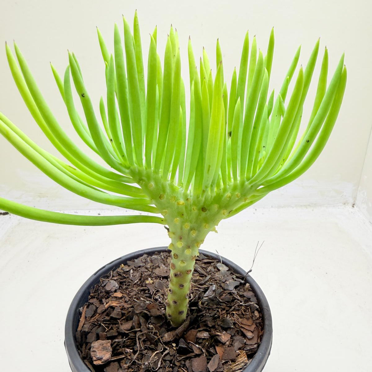 Mermaid Tail : Crested Senecio Talinoides - Narrow Leaf Chalk Stick #1004