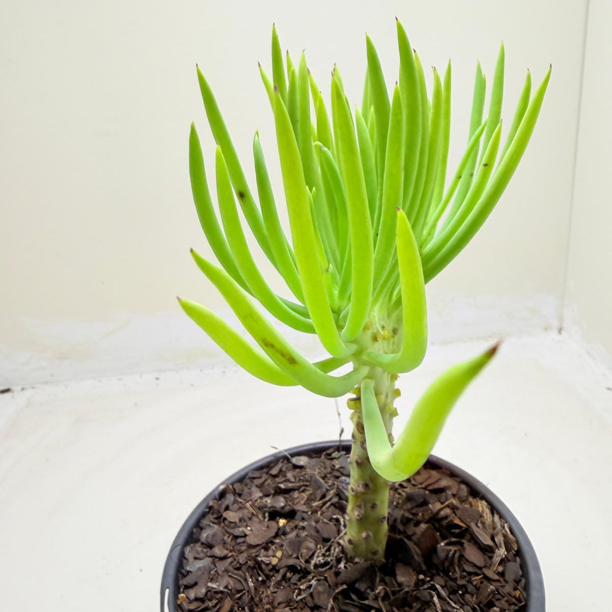 Mermaid Tail : Crested Senecio Talinoides - Narrow Leaf Chalk Stick #1004