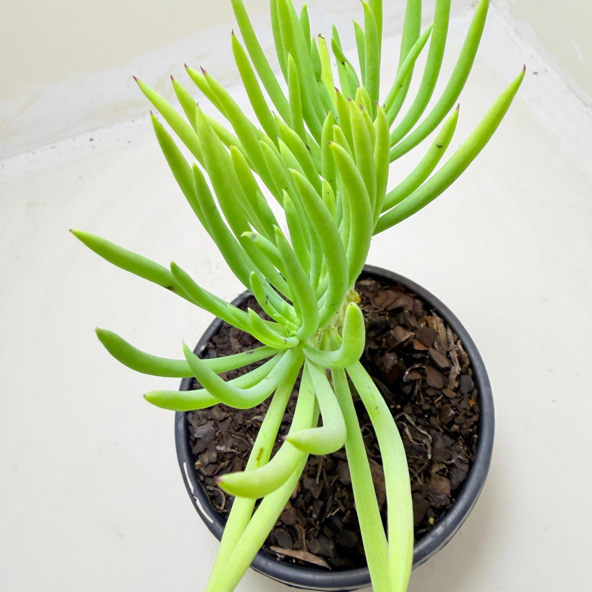 Mermaid Tail : Crested Senecio Talinoides - Narrow Leaf Chalk Stick #1004