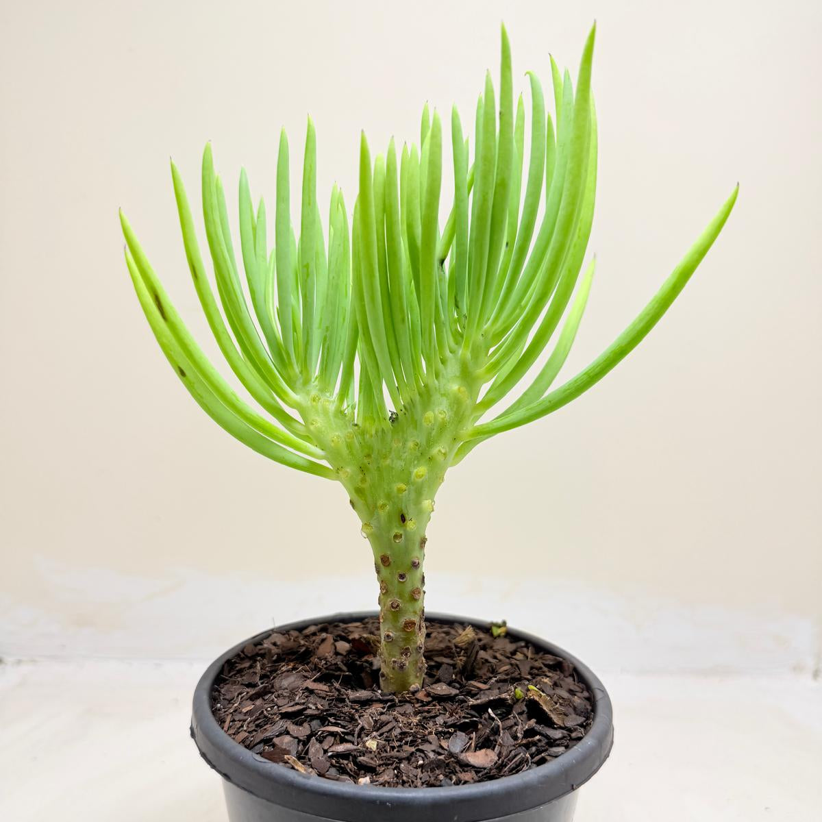 Mermaid Tail : Crested Senecio Talinoides - Narrow Leaf Chalk Stick #1005