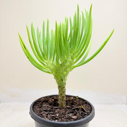 Mermaid Tail : Crested Senecio Talinoides - Narrow Leaf Chalk Stick #1005