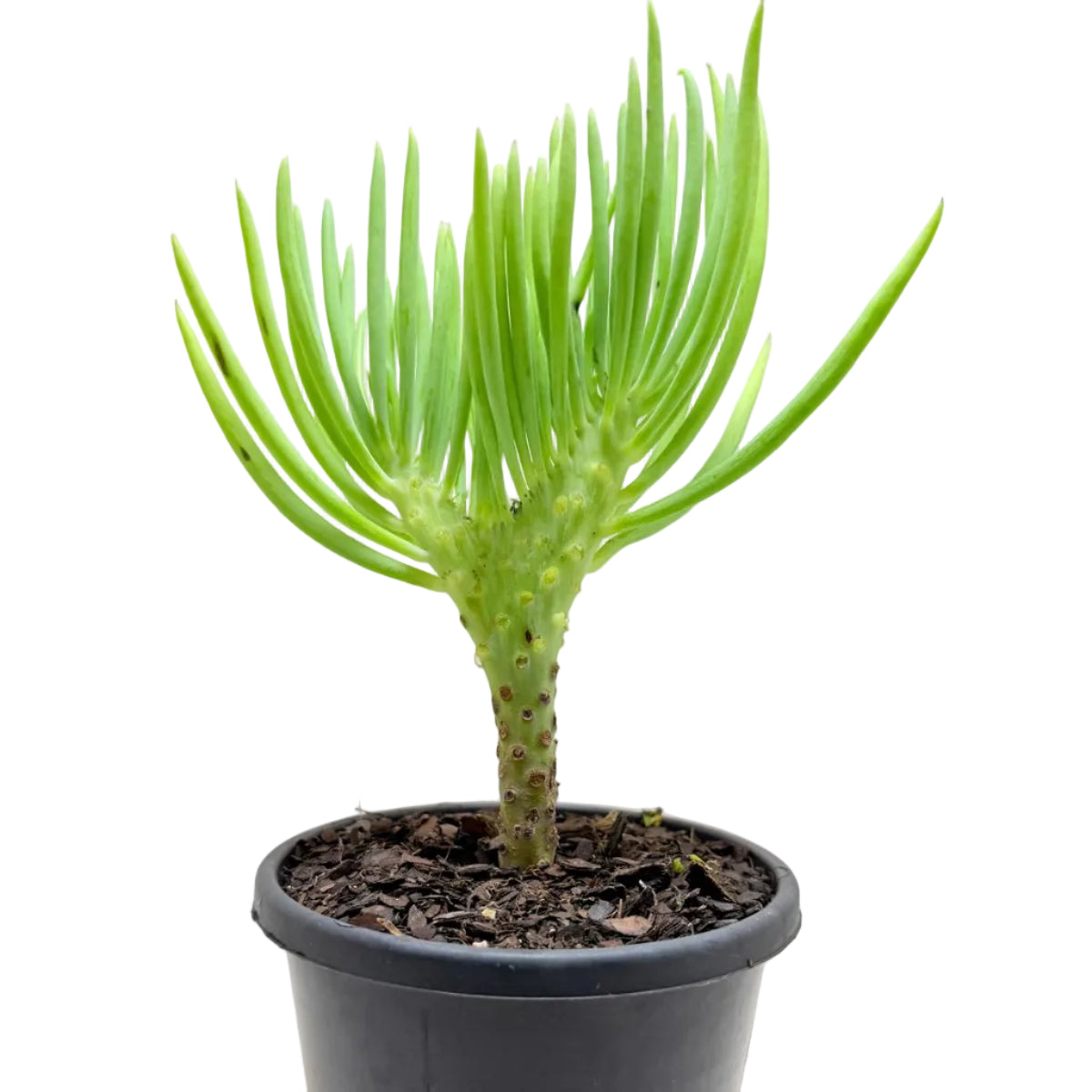Mermaid Tail : Crested Senecio Talinoides - Narrow Leaf Chalk Stick #1005