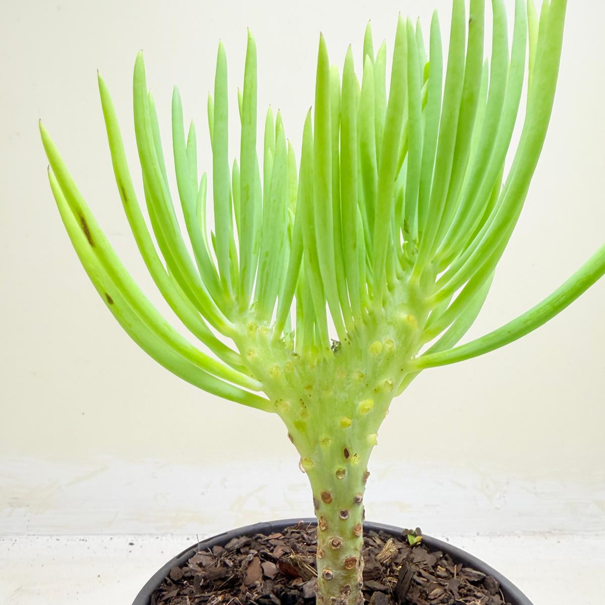 Mermaid Tail : Crested Senecio Talinoides - Narrow Leaf Chalk Stick #1005