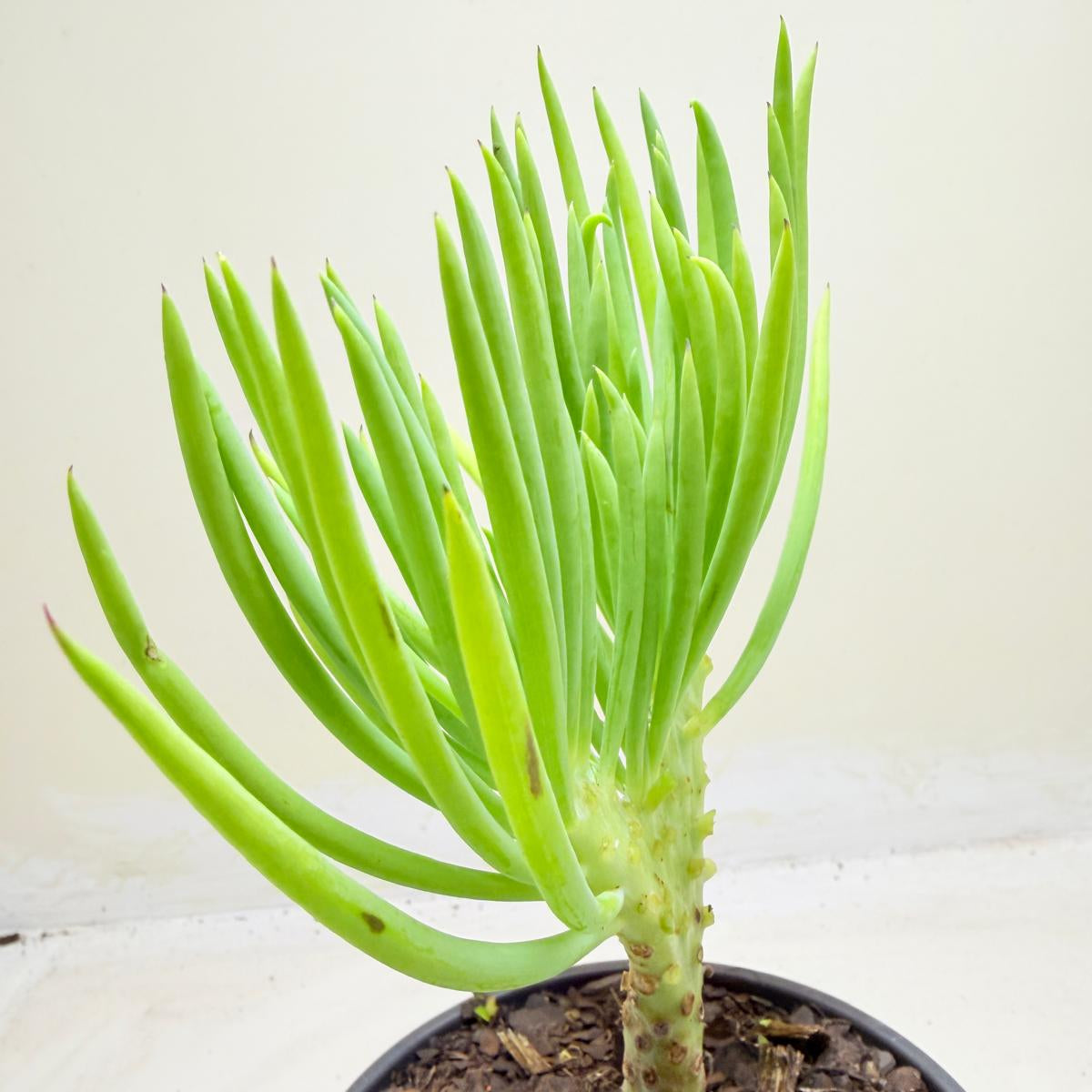 Mermaid Tail : Crested Senecio Talinoides - Narrow Leaf Chalk Stick #1005