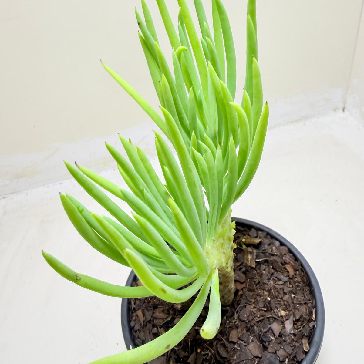Mermaid Tail : Crested Senecio Talinoides - Narrow Leaf Chalk Stick #1005