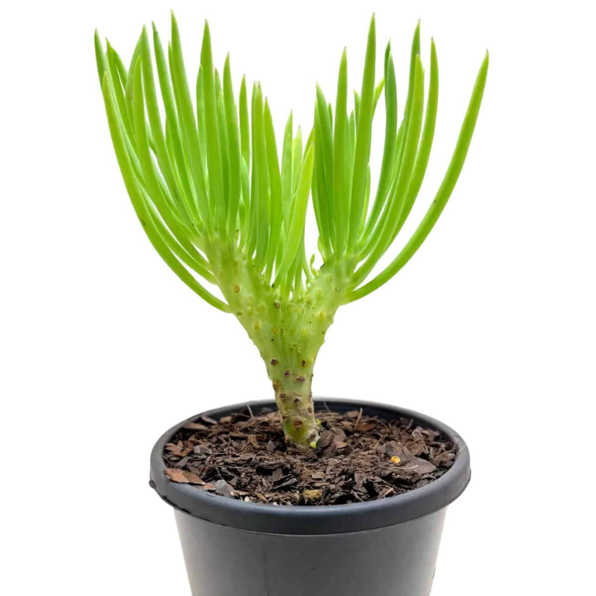 Mermaid Tail : Crested Senecio Talinoides - Narrow Leaf Chalk Stick #1006