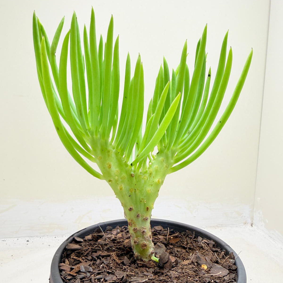 Mermaid Tail : Crested Senecio Talinoides - Narrow Leaf Chalk Stick #1006
