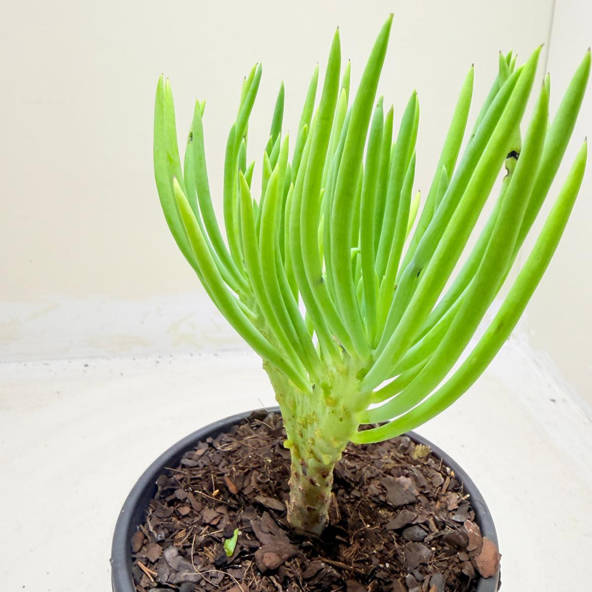 Mermaid Tail : Crested Senecio Talinoides - Narrow Leaf Chalk Stick #1006