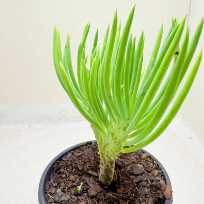 Mermaid Tail : Crested Senecio Talinoides - Narrow Leaf Chalk Stick #1006