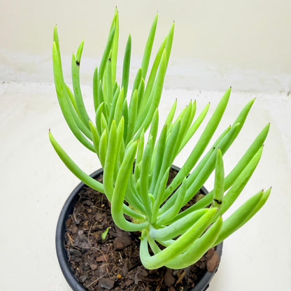 Mermaid Tail : Crested Senecio Talinoides - Narrow Leaf Chalk Stick #1006