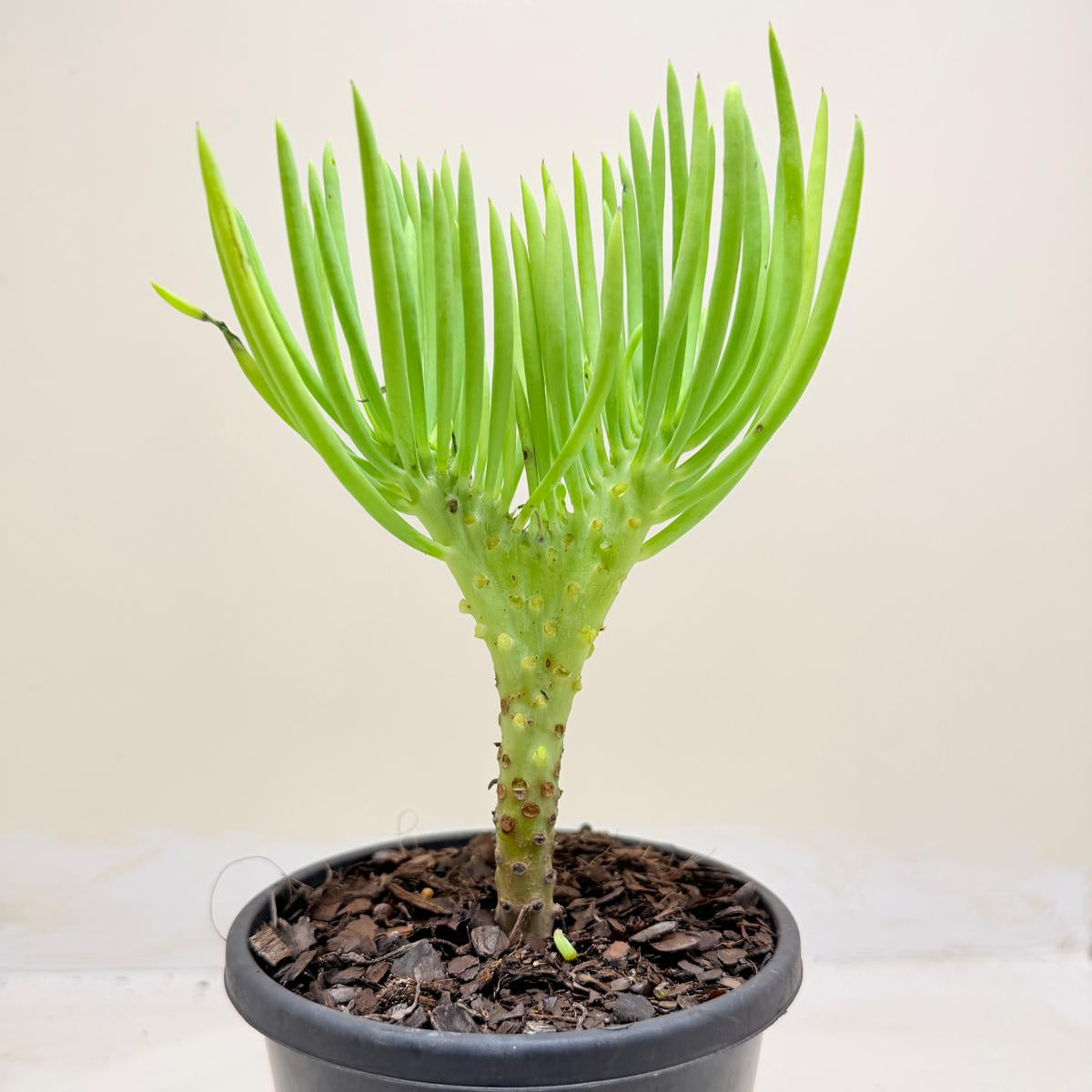 Mermaid Tail : Crested Senecio Talinoides - Narrow Leaf Chalk Stick # 1009