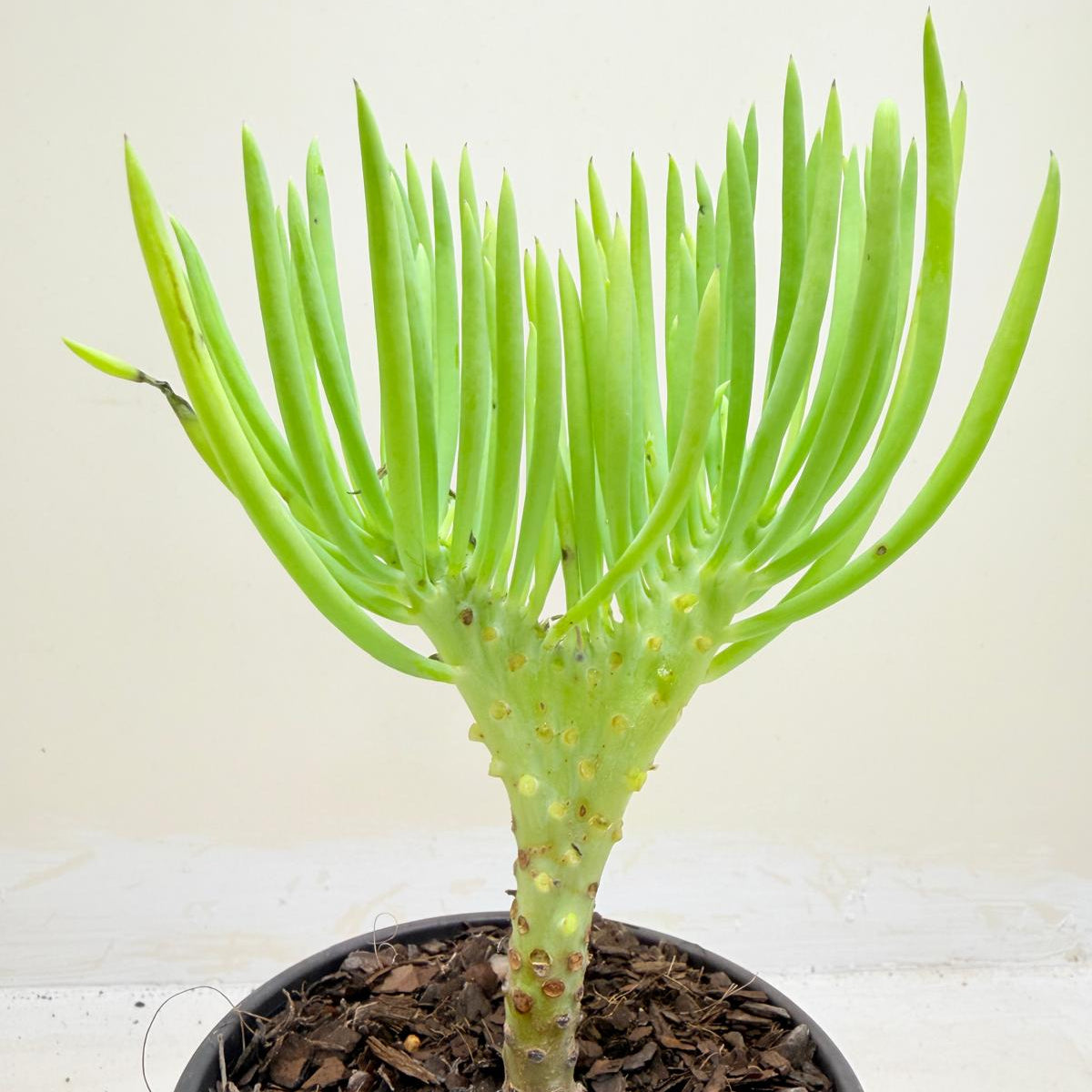 Mermaid Tail : Crested Senecio Talinoides - Narrow Leaf Chalk Stick # 1009
