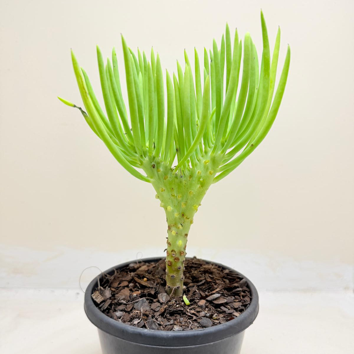 Mermaid Tail : Crested Senecio Talinoides - Narrow Leaf Chalk Stick # 1009