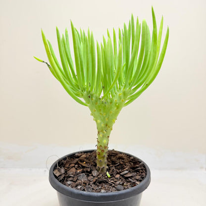 Mermaid Tail : Crested Senecio Talinoides - Narrow Leaf Chalk Stick # 1009