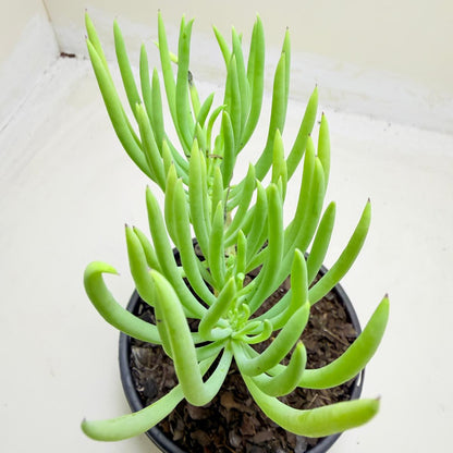Mermaid Tail : Crested Senecio Talinoides - Narrow Leaf Chalk Stick # 1009