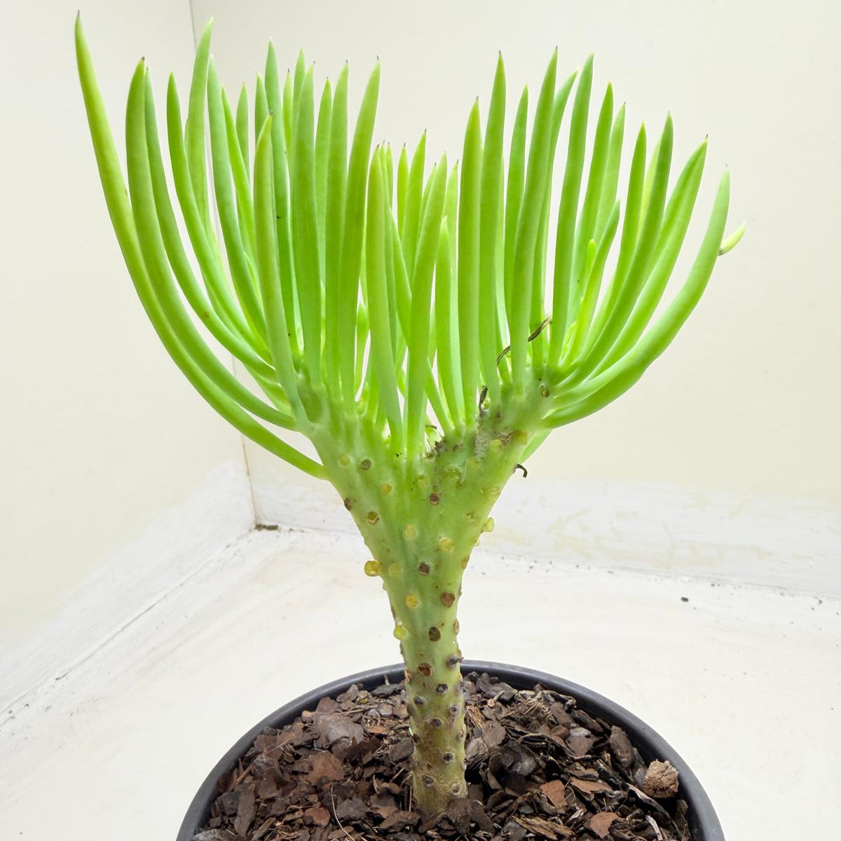 Mermaid Tail : Crested Senecio Talinoides - Narrow Leaf Chalk Stick #1010