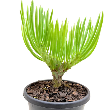 Mermaid Tail : Crested Senecio Talinoides - Narrow Leaf Chalk Stick #1010