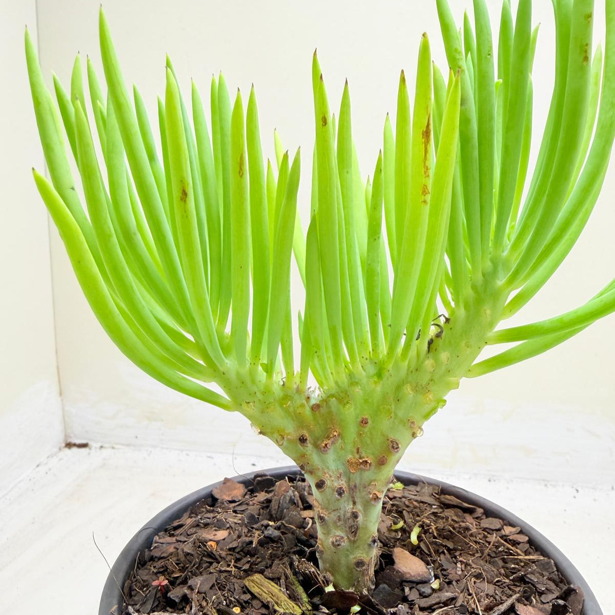 Mermaid Tail : Crested Senecio Talinoides - Narrow Leaf Chalk Stick #1010