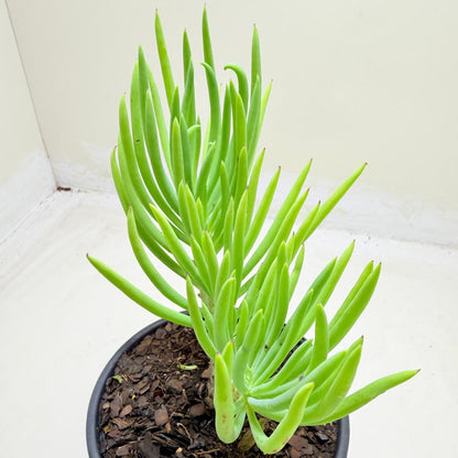 Mermaid Tail : Crested Senecio Talinoides - Narrow Leaf Chalk Stick #1010