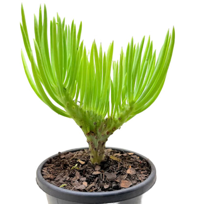Mermaid Tail : Crested Senecio Talinoides - Narrow Leaf Chalk Stick #1010