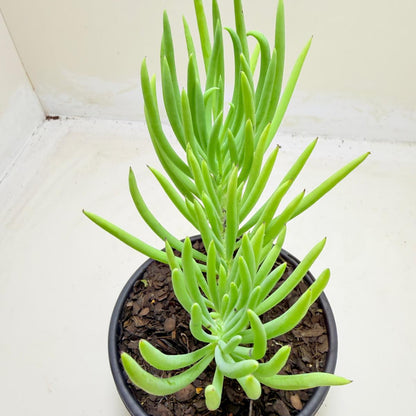 Mermaid Tail : Crested Senecio Talinoides - Narrow Leaf Chalk Stick #1010