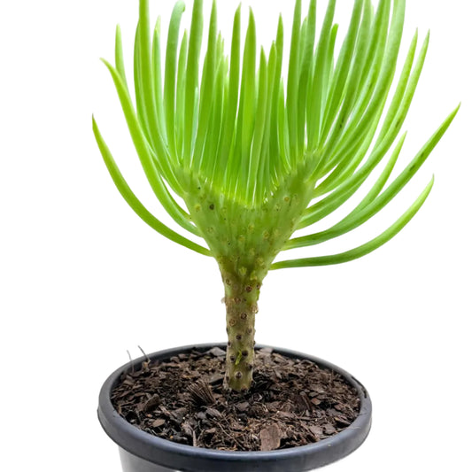 Mermaid Tail : Crested Senecio Talinoides - Narrow Leaf Chalk Stick #1011