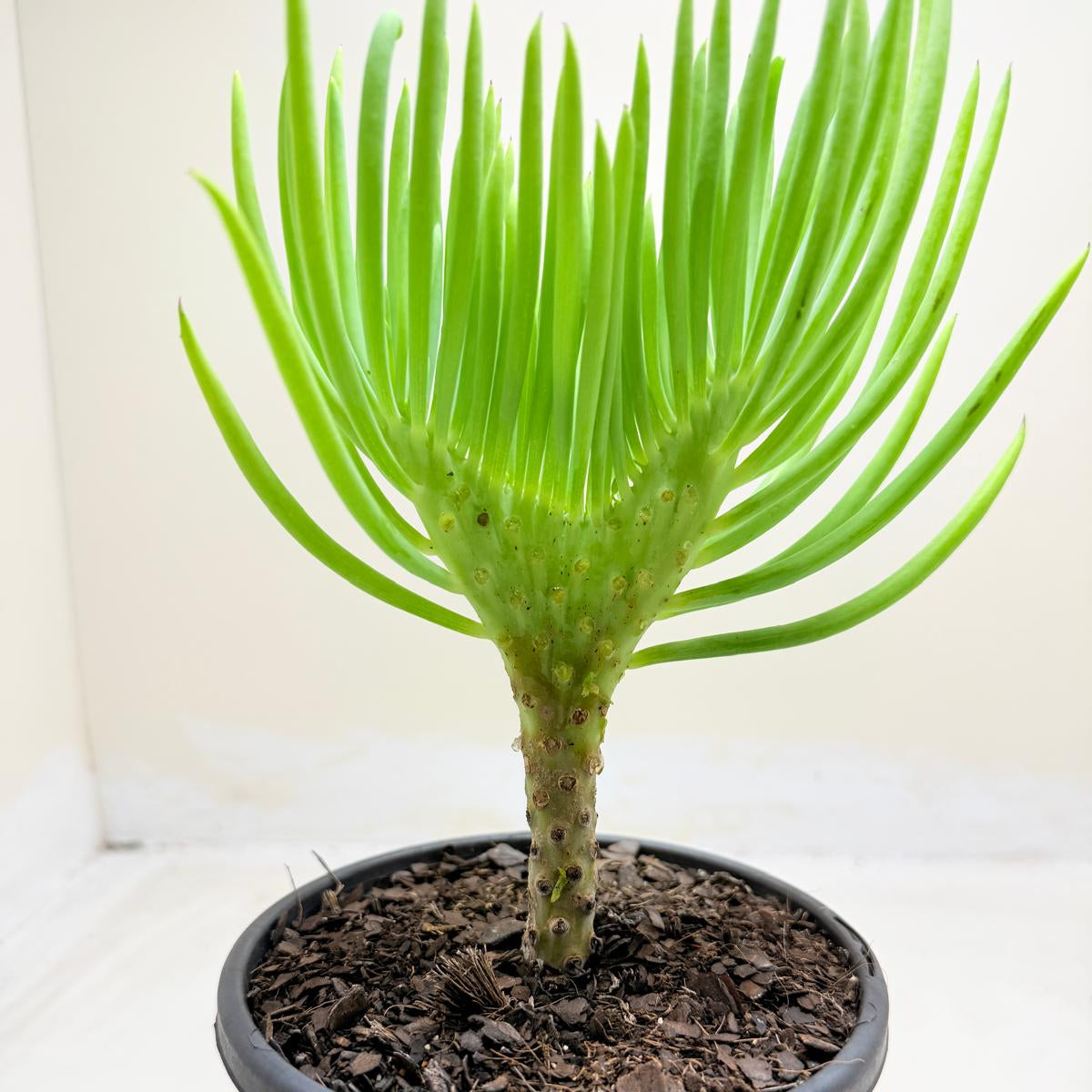Mermaid Tail : Crested Senecio Talinoides - Narrow Leaf Chalk Stick #1011