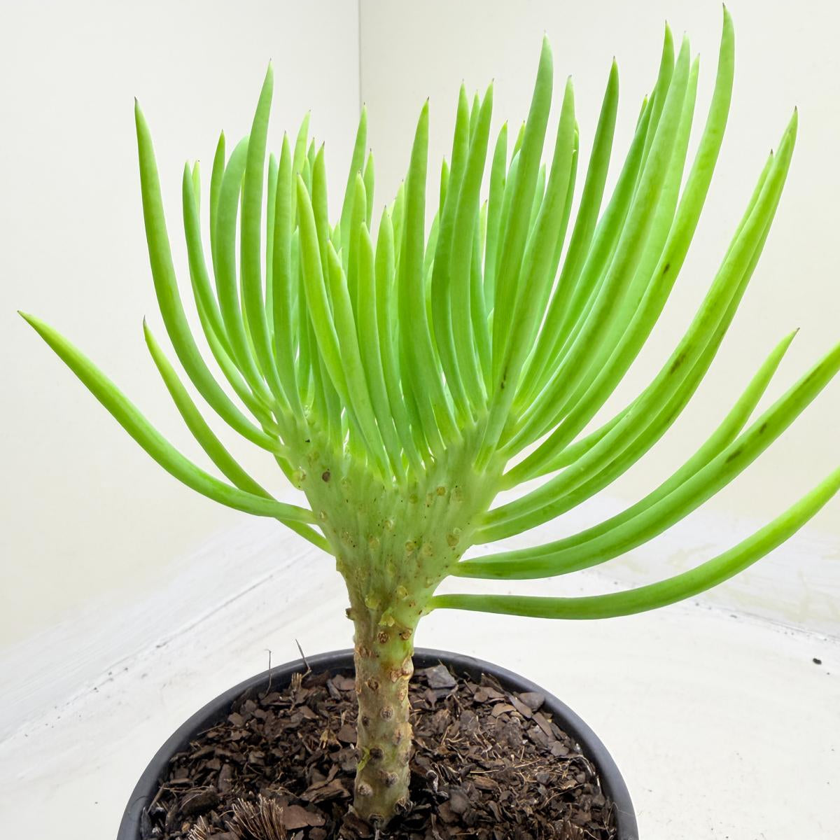 Mermaid Tail : Crested Senecio Talinoides - Narrow Leaf Chalk Stick #1011