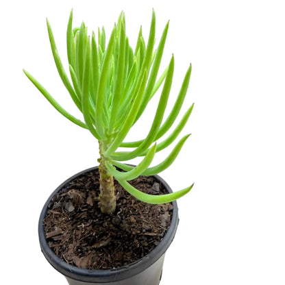 Mermaid Tail : Crested Senecio Talinoides - Narrow Leaf Chalk Stick #1011