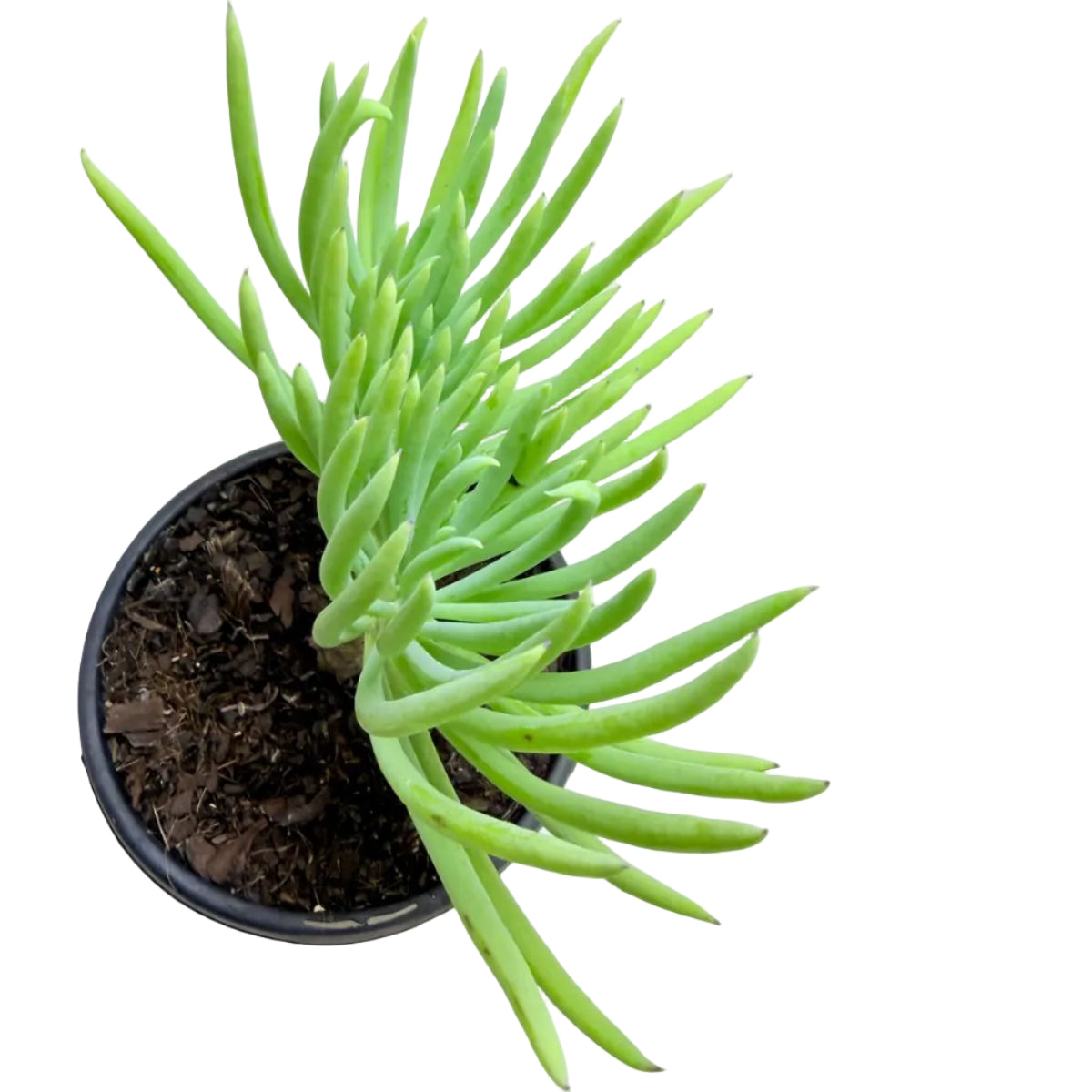 Mermaid Tail : Crested Senecio Talinoides - Narrow Leaf Chalk Stick #1011