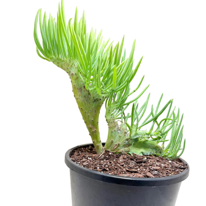 Mermaid Tail #1012 : Crested Senecio Talinoides