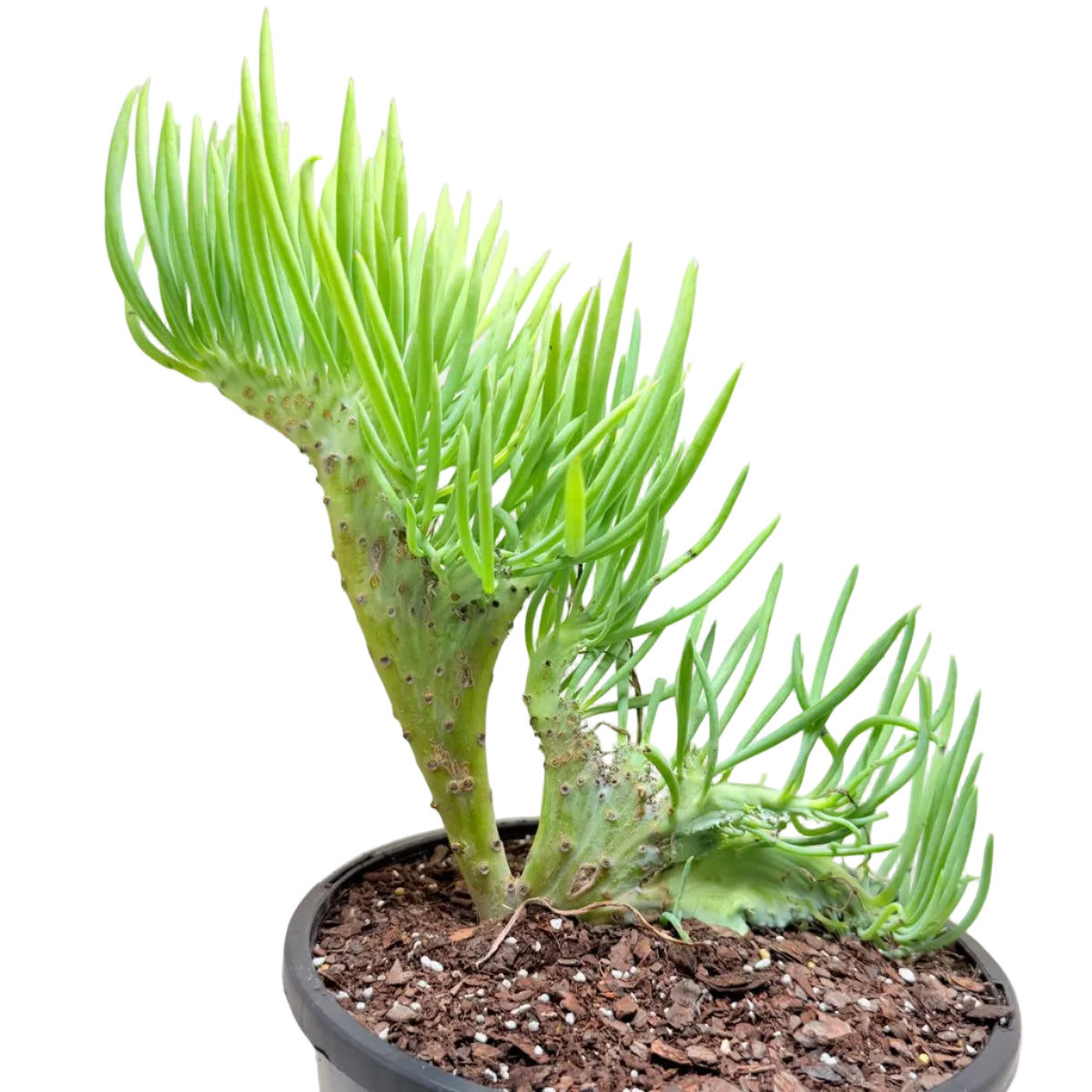 Mermaid Tail #1012 : Crested Senecio Talinoides