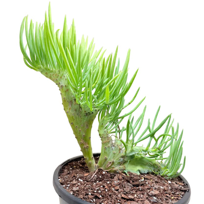 Mermaid Tail #1012 : Crested Senecio Talinoides