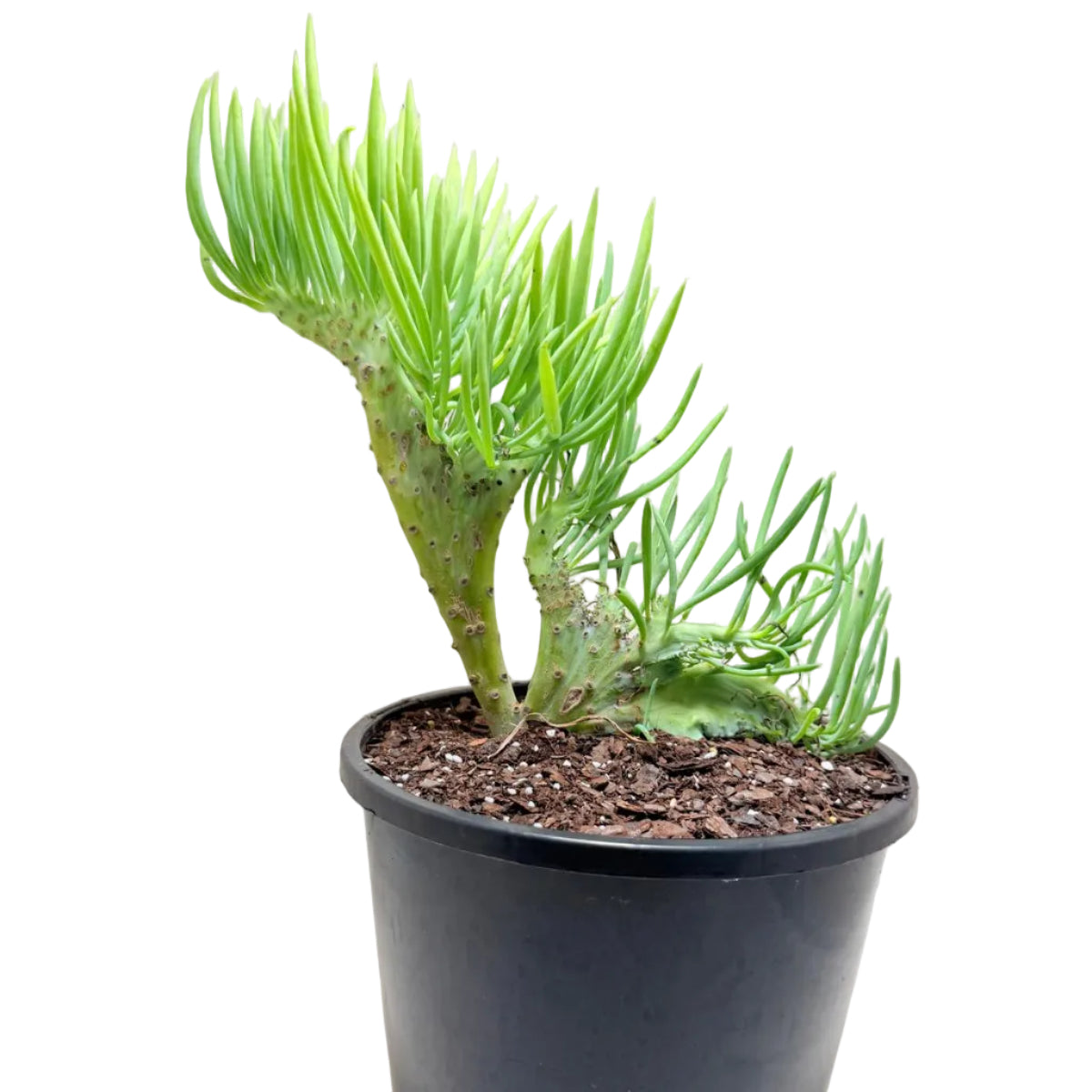 Mermaid Tail #1012 : Crested Senecio Talinoides