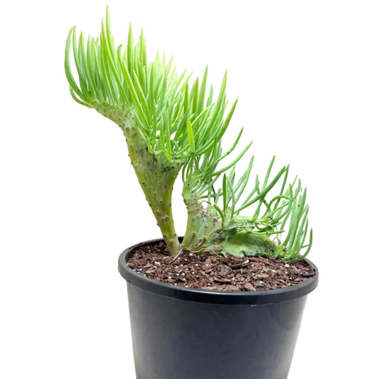 Mermaid Tail #1012 : Crested Senecio Talinoides