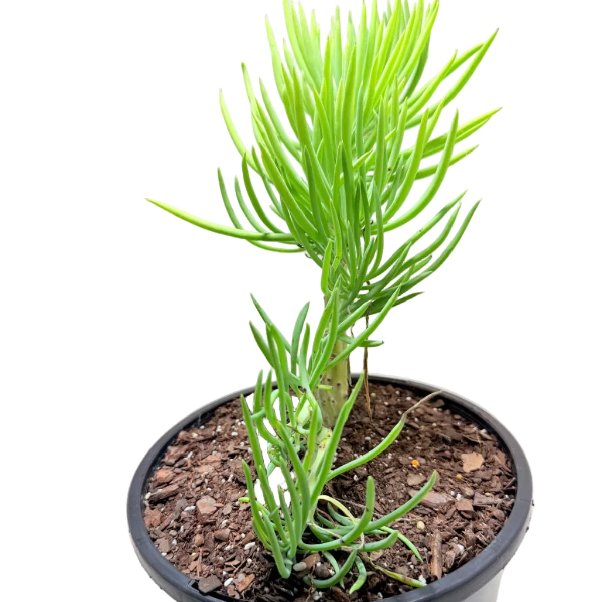 Mermaid Tail #1012 : Crested Senecio Talinoides