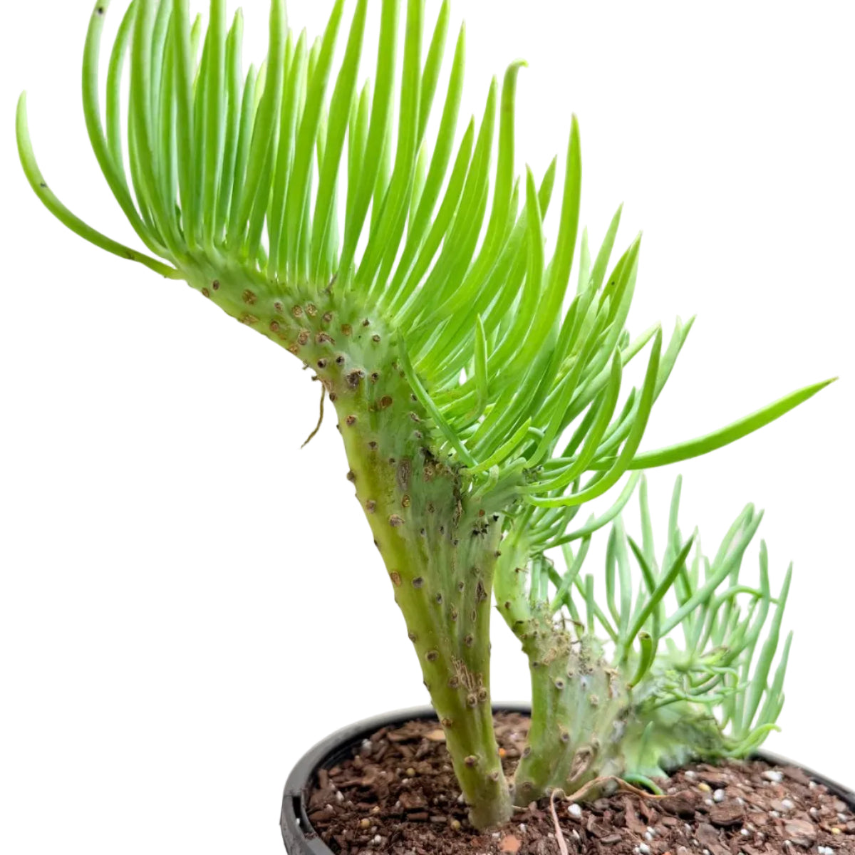 Mermaid Tail #1012 : Crested Senecio Talinoides