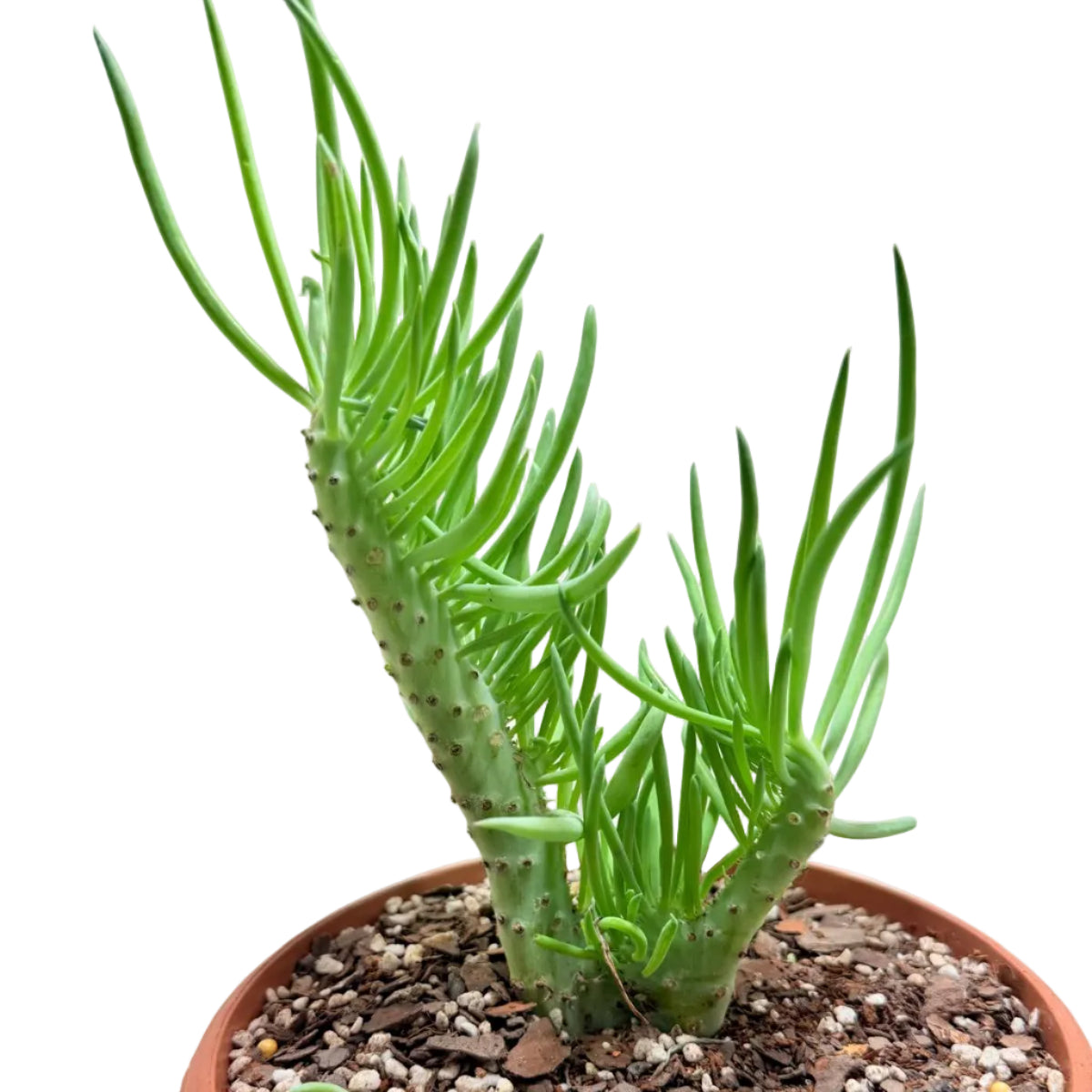 Mermaid Tail : Crested Senecio Talinoides - Narrow Leaf Chalk Stick #203
