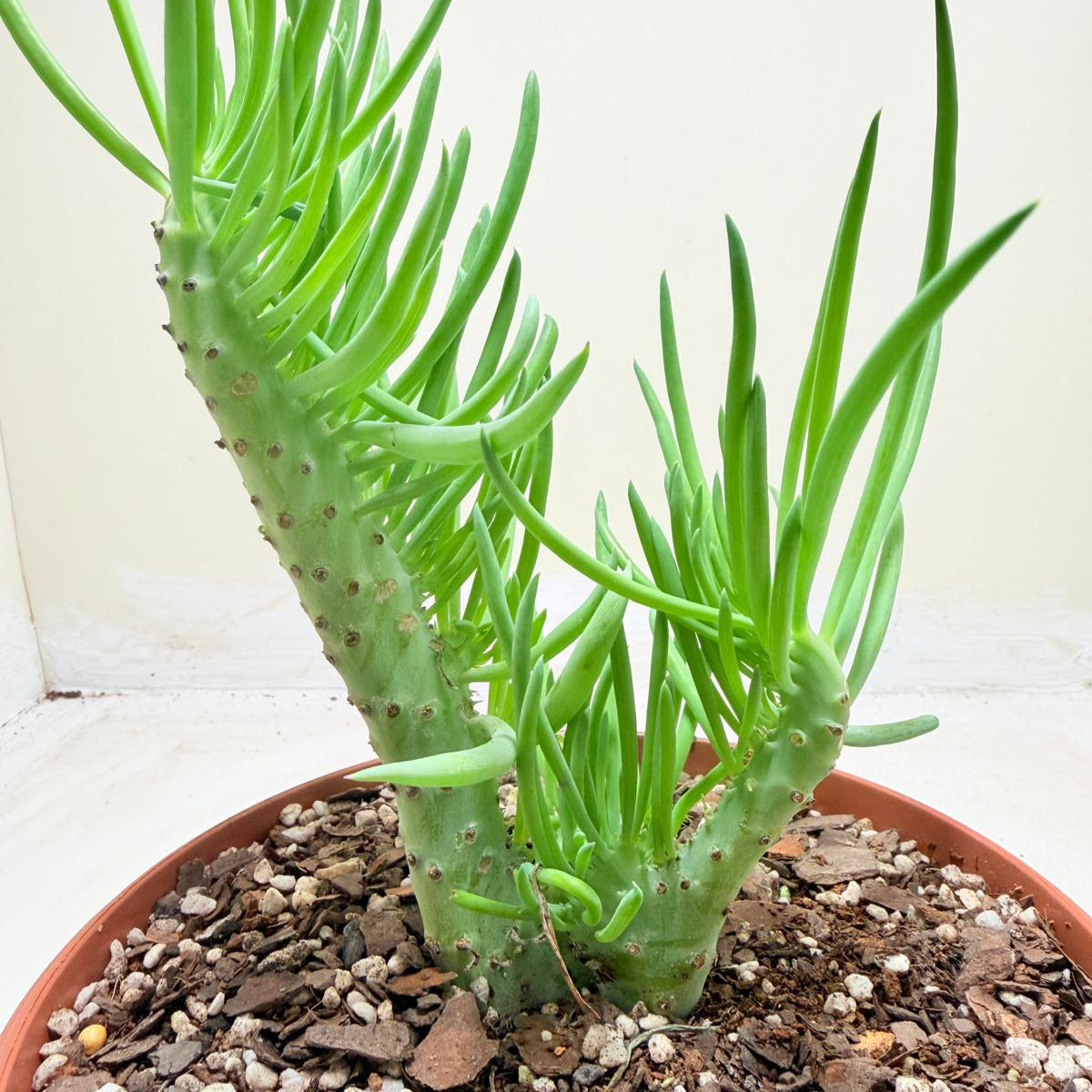 Mermaid Tail : Crested Senecio Talinoides - Narrow Leaf Chalk Stick #203