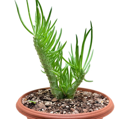 Mermaid Tail : Crested Senecio Talinoides - Narrow Leaf Chalk Stick #203