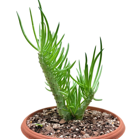 Mermaid Tail : Crested Senecio Talinoides - Narrow Leaf Chalk Stick #203