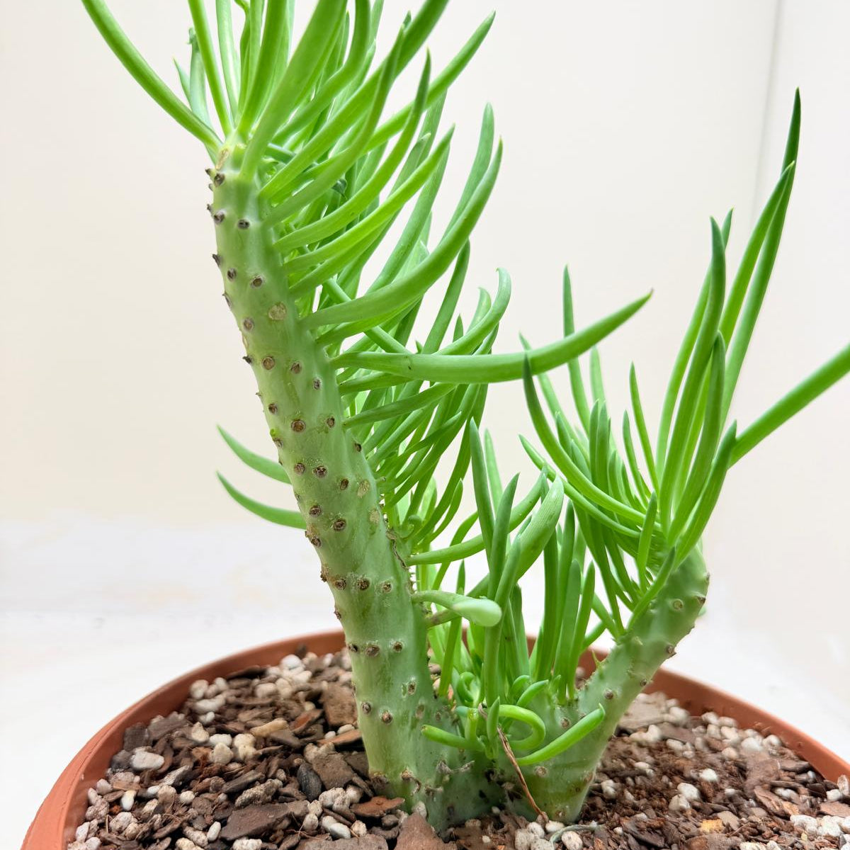 Mermaid Tail : Crested Senecio Talinoides - Narrow Leaf Chalk Stick #203