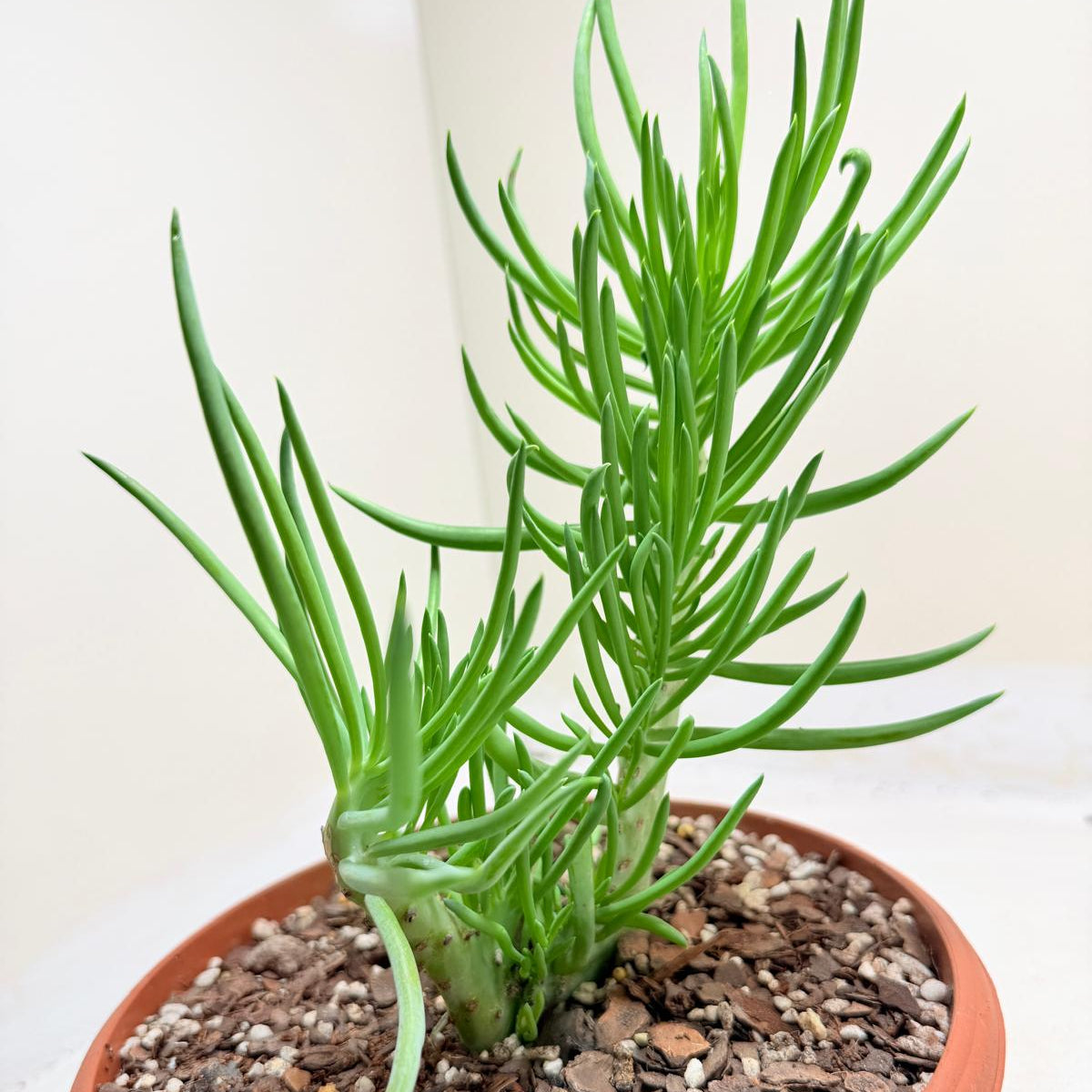 Mermaid Tail : Crested Senecio Talinoides - Narrow Leaf Chalk Stick #203
