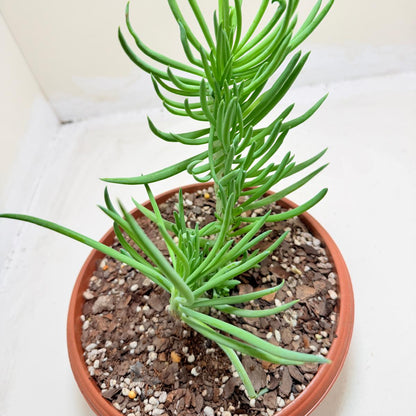 Mermaid Tail : Crested Senecio Talinoides - Narrow Leaf Chalk Stick #203
