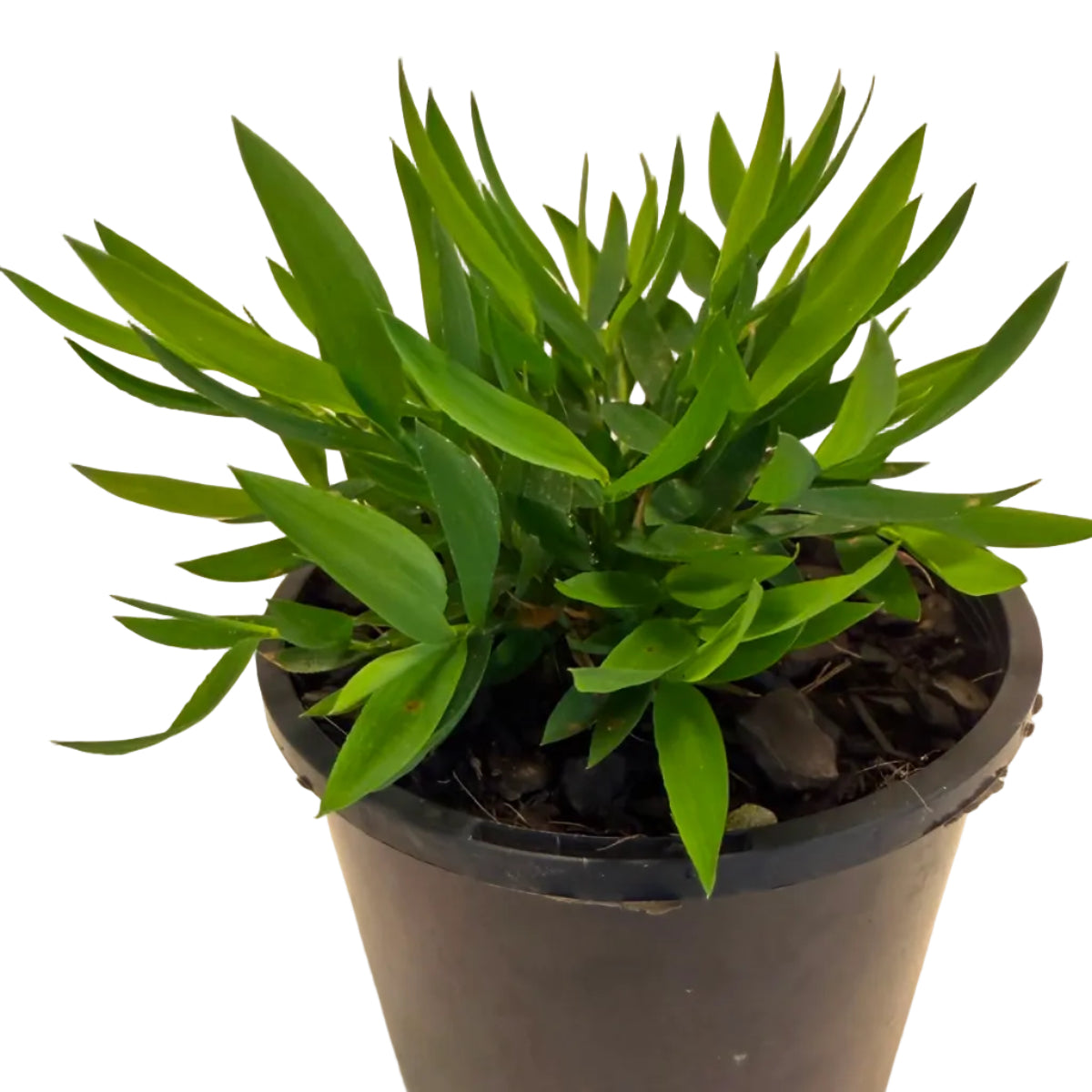Baby Bamboo 'Ceylona' | Compact Indoor Bamboo Plant